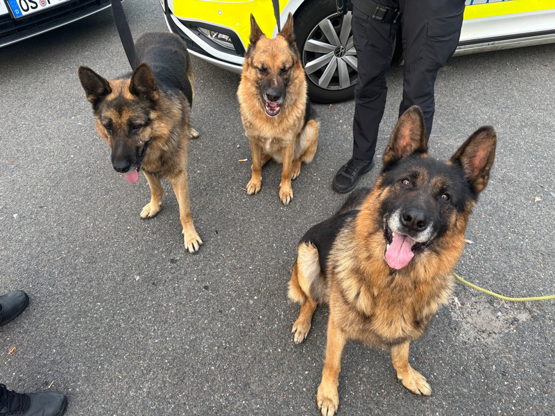 POL-OS: Osnabrück: Wurden diese Schäferhunde ausgesetzt? - Polizei bittet um Hinweise - Foto: presseportal.de