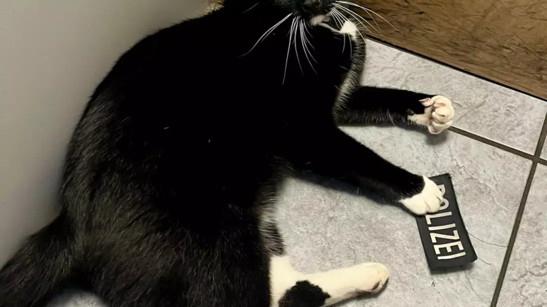 BPOL-KI: Katze dank GPS wieder beim Besitzer - Bild: presseportal.de