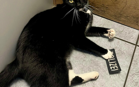 BPOL-KI: Katze dank GPS wieder beim Besitzer - Foto: presseportal.de