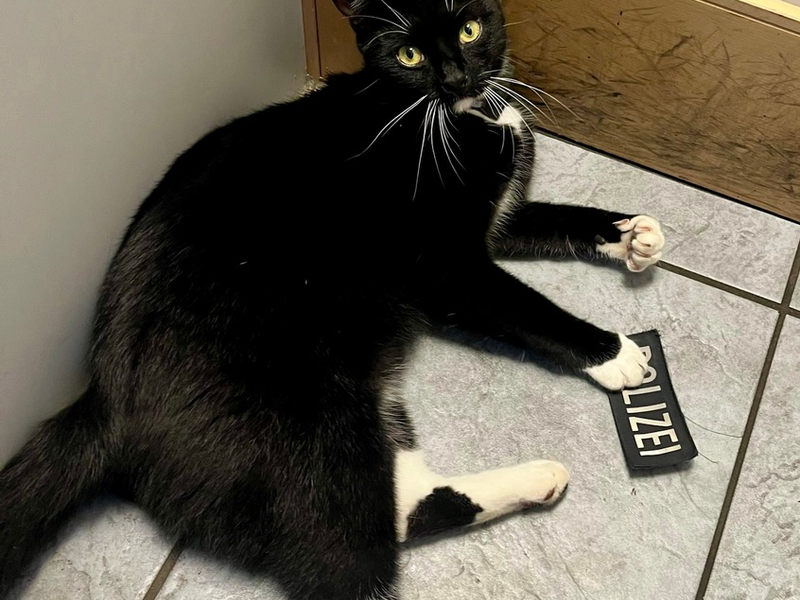 BPOL-KI: Katze dank GPS wieder beim Besitzer - Foto: presseportal.de