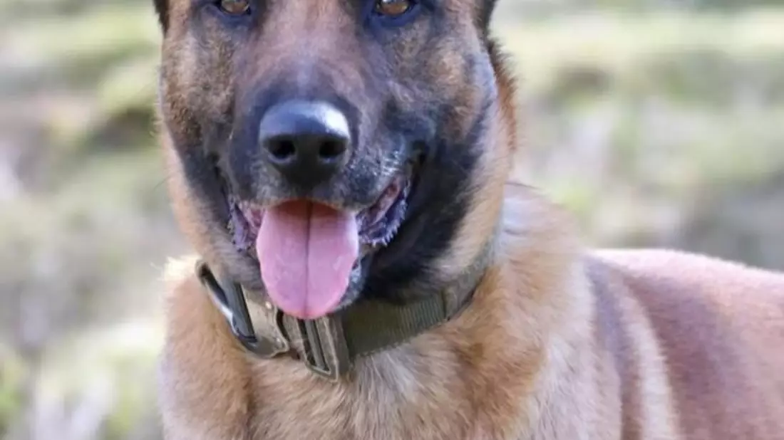 POL-DU: Marxloh: Rauschgiftspürhund findet Drogen im Pkw - Bild: presseportal.de