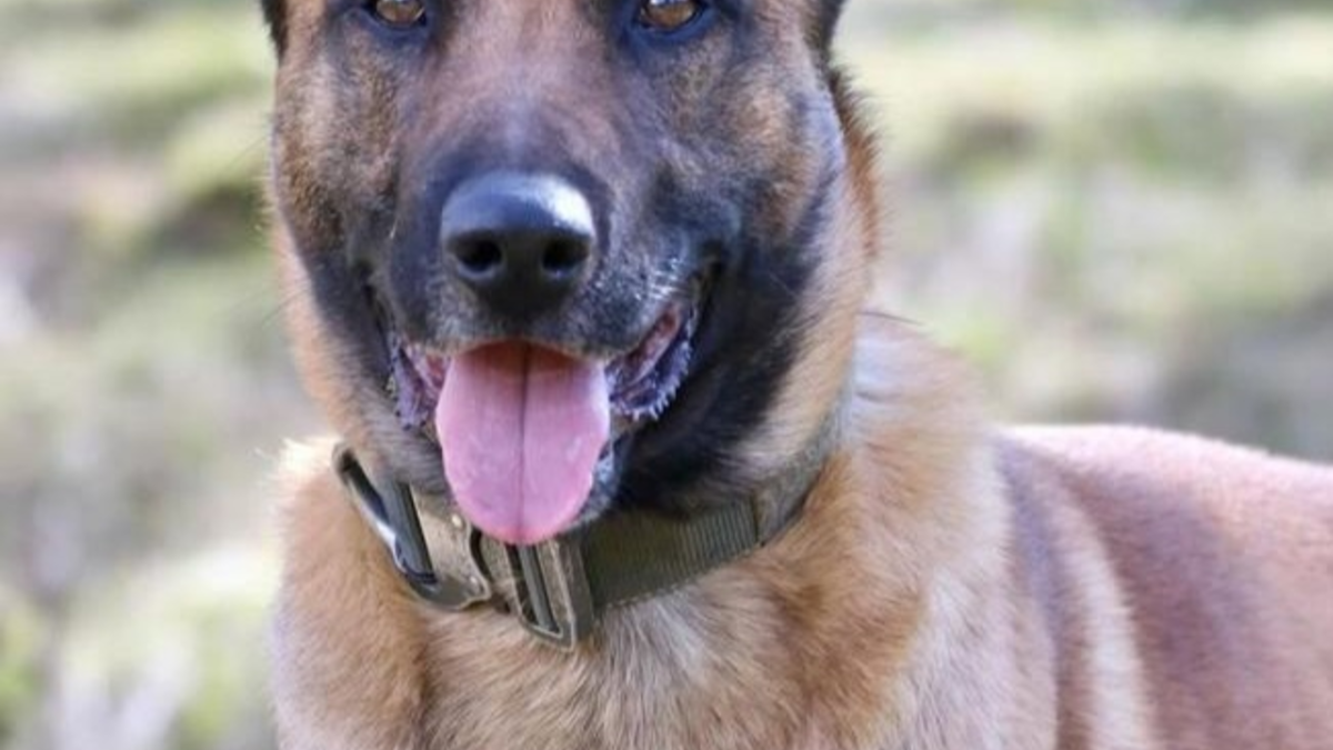 POL-DU: Röttgersbach/Friemersheim: Rauschgiftspürhund im Einsatz - Drogendealer festgenommen - Foto: presseportal.de