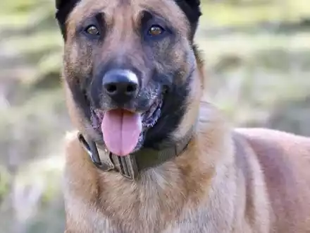 POL-DU: Röttgersbach/Friemersheim: Rauschgiftspürhund im Einsatz - Drogendealer festgenommen - Foto: presseportal.de
