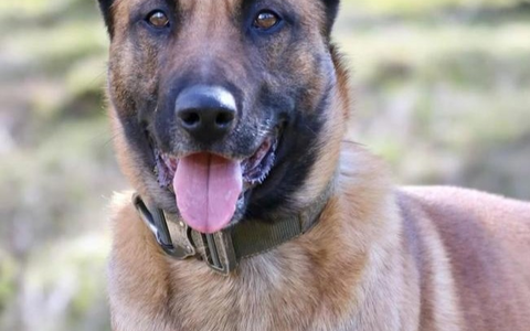 POL-DU: Röttgersbach/Friemersheim: Rauschgiftspürhund im Einsatz - Drogendealer festgenommen - Foto: presseportal.de POL-DU: Röttgersbach/Friemersheim: Rauschgiftspürhund im Einsatz - Drogendealer festgenommen - Foto: presseportal.de