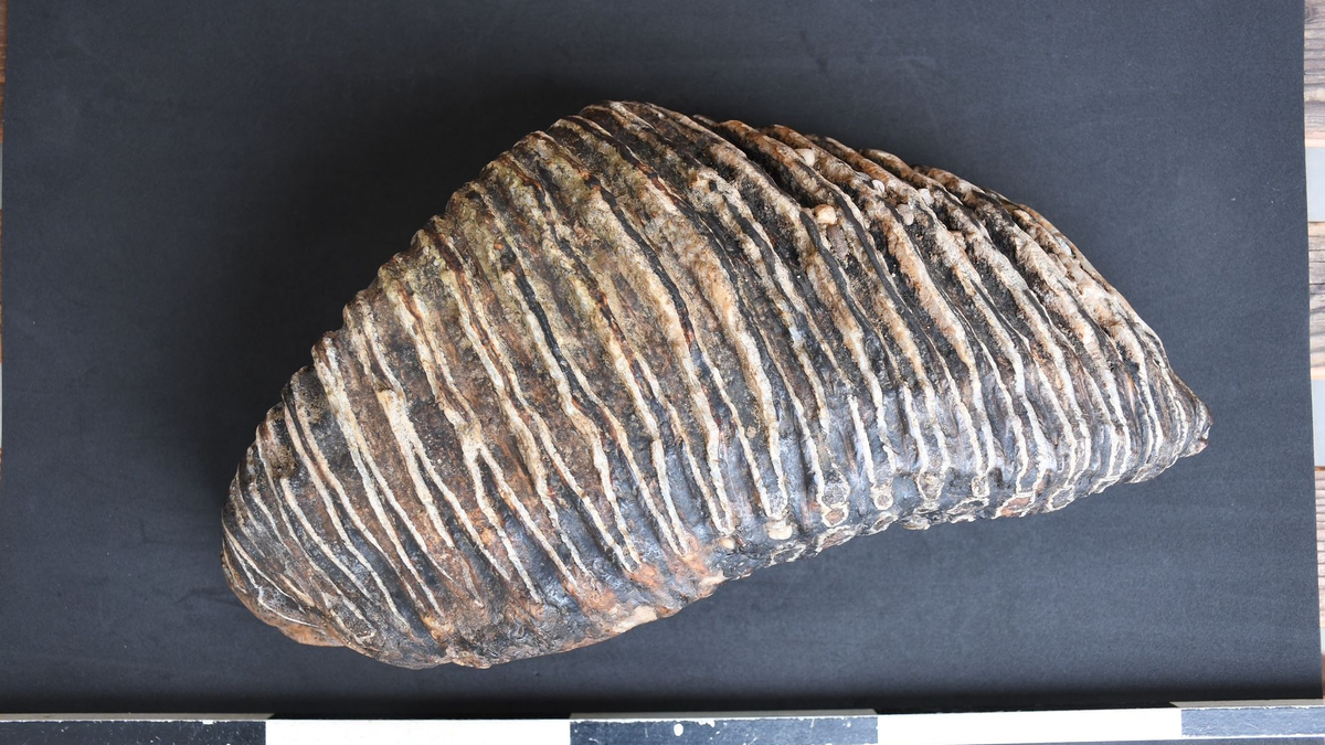 Düsseldorfer findet Backenzahn eines Mammuts am Rheinufer - Foto: Arndt Lennartz / LVR/dpa