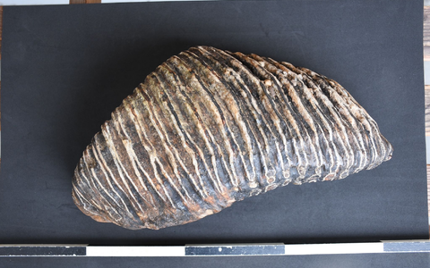 Düsseldorfer findet Backenzahn eines Mammuts am Rheinufer - Foto: Arndt Lennartz / LVR/dpa