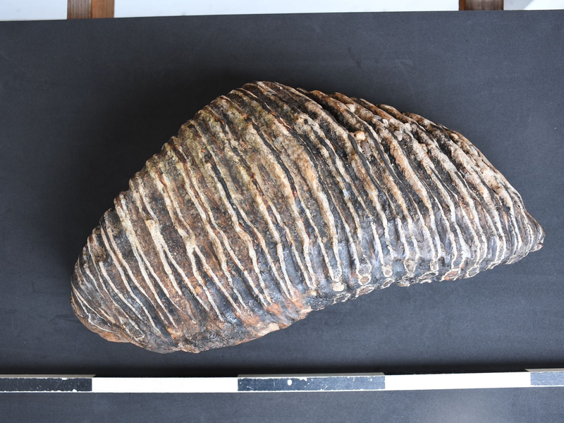 Düsseldorfer findet Backenzahn eines Mammuts am Rheinufer - Foto: Arndt Lennartz / LVR/dpa