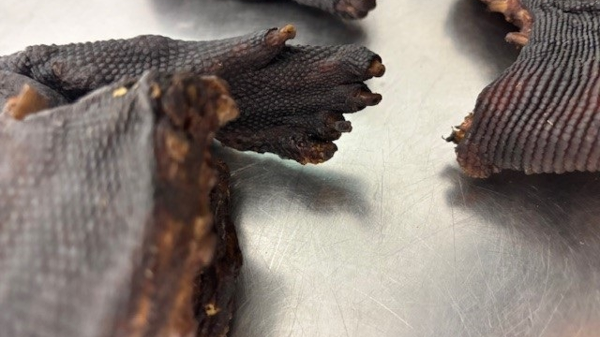 HZA-M: Zoll entdeckt Waranfleisch bei Reisendem aus Lagos - Foto: presseportal.de