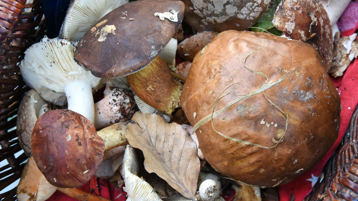 Auch fast 40 Jahre nach dem Reaktorunfall von Tschernobyl sind manche Wildpilze noch radioaktiv belastet. (Symbolbild) - Foto: Waltraud Grubitzsch/dpa-Zentralbild/dpa