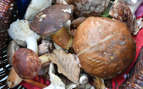 Auch fast 40 Jahre nach dem Reaktorunfall von Tschernobyl sind manche Wildpilze noch radioaktiv belastet. (Symbolbild) - Foto: Waltraud Grubitzsch/dpa-Zentralbild/dpa