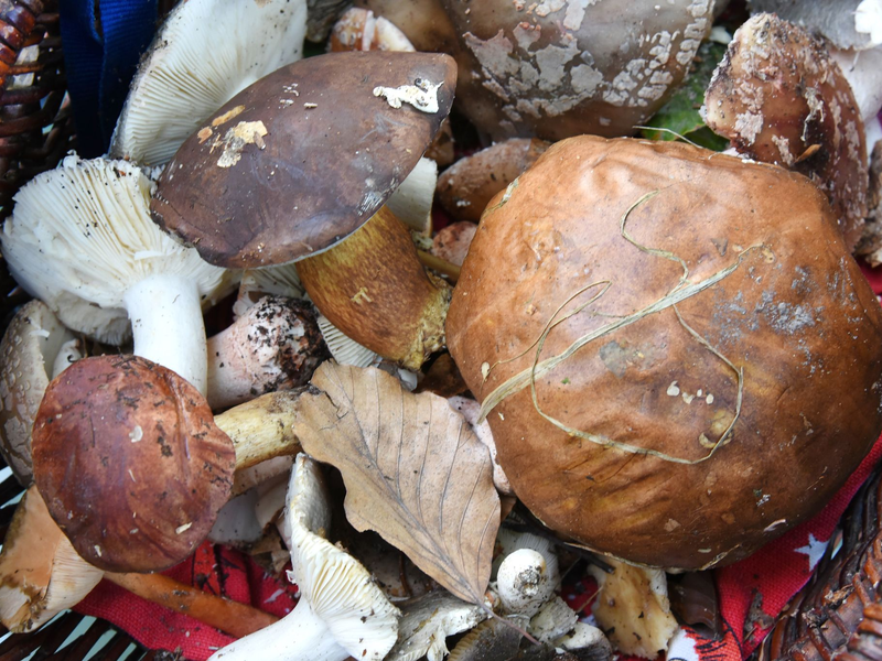 Auch fast 40 Jahre nach dem Reaktorunfall von Tschernobyl sind manche Wildpilze noch radioaktiv belastet. (Symbolbild) - Foto: Waltraud Grubitzsch/dpa-Zentralbild/dpa