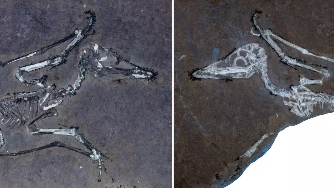 UV-Licht auf den Knochen macht deutlich, dass Pterodactylus-Schlüpfling Lucky einen gebrochenen Flügel hat.  - Bild: -/University of Leicester/EurekAlert/dpa
