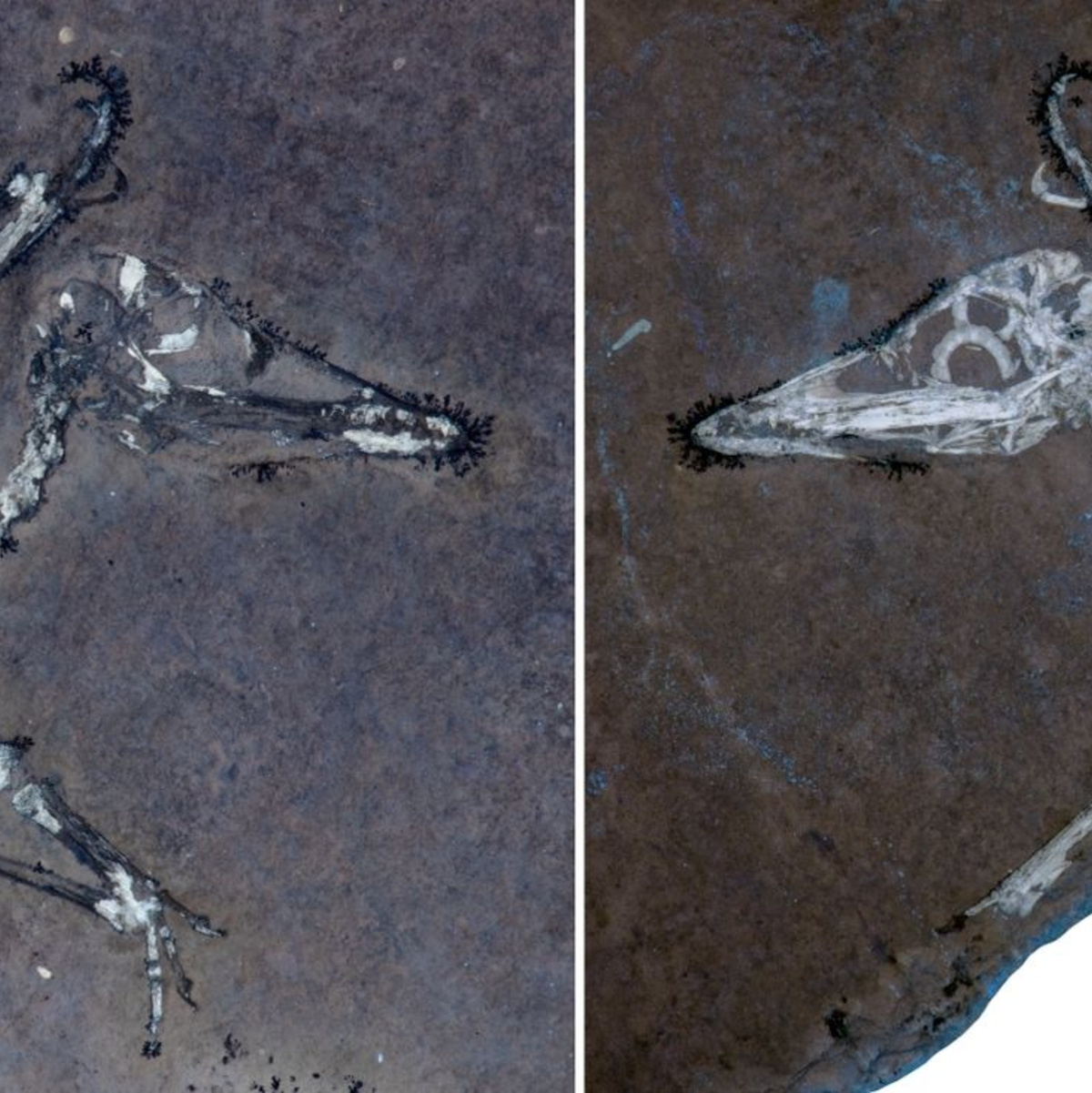 UV-Licht auf den Knochen macht deutlich, dass Pterodactylus-Schlüpfling Lucky einen gebrochenen Flügel hat.  - Foto: -/University of Leicester/EurekAlert/dpa