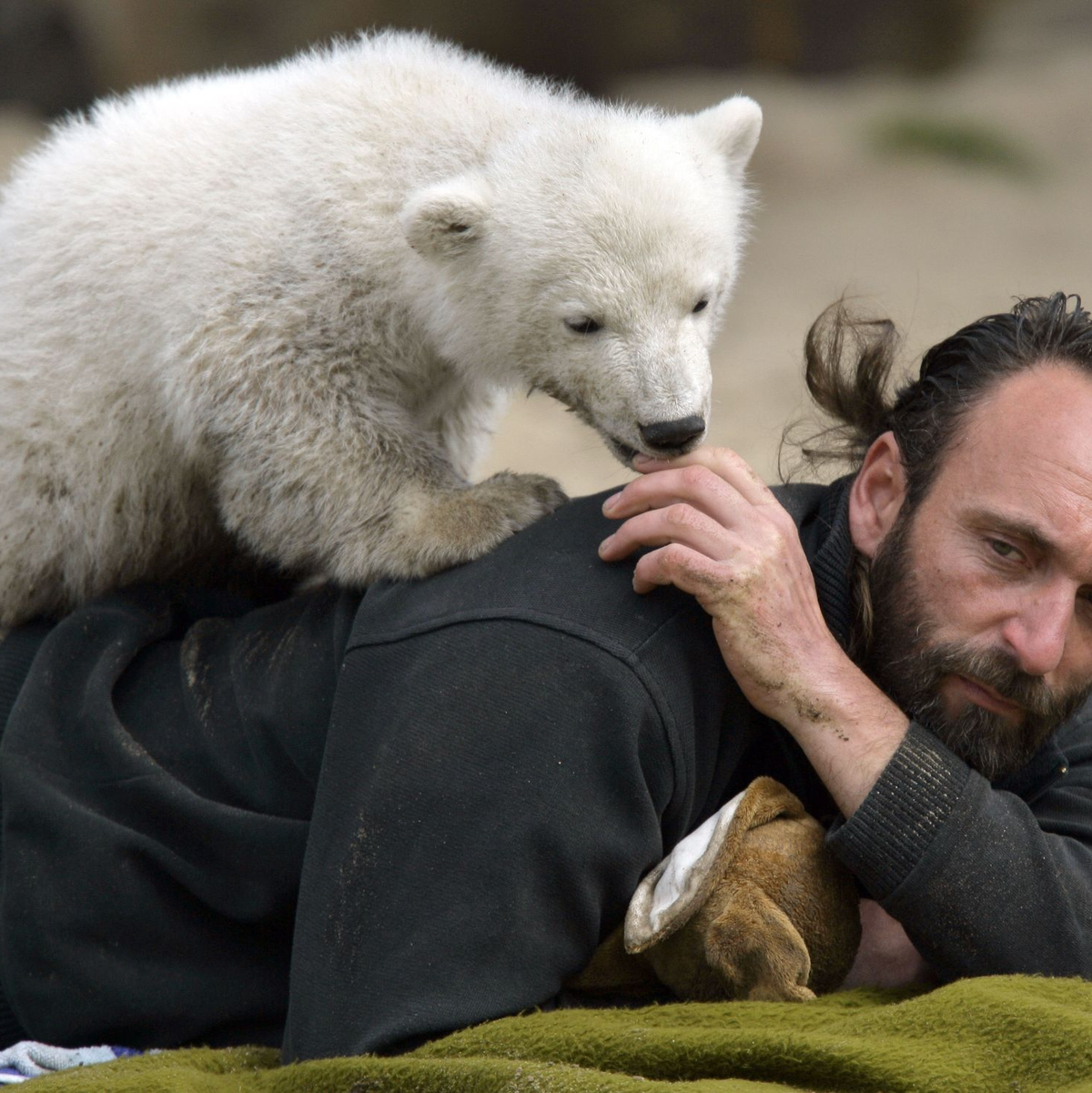 Eisbar Knuts besondere Geschichte verzückte viele: Er wurde von seinen Pfleger Thomas Dörflein aufgezogen. (Archivbild) - Foto: picture alliance / dpa