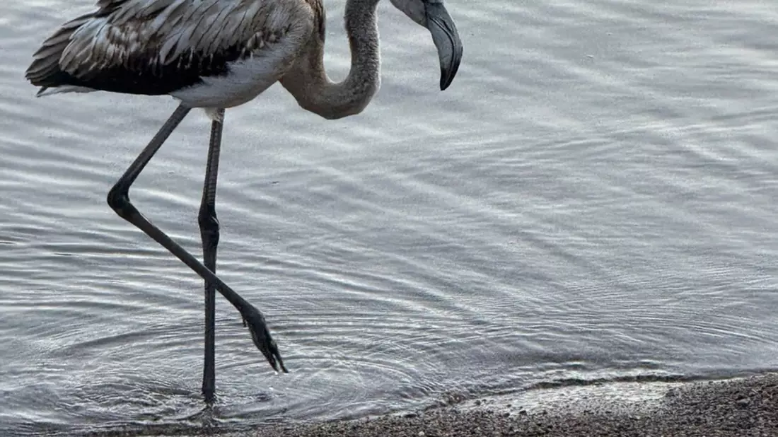 POL-FR: Folgemeldung zu: Seltener Besucher im Hochschwarzwald - Tierischer Tourist aus dem Süden macht Station am Titisee - Junger Flamingo möchte im Schwarzwald auf 845 m.ü.NHN übernachten. - Bild: presseportal.de
