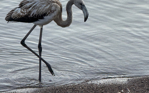 POL-FR: Folgemeldung zu: Seltener Besucher im Hochschwarzwald - Tierischer Tourist aus dem Süden macht Station am Titisee - Junger Flamingo möchte im Schwarzwald auf 845 m.ü.NHN übernachten. - Foto: presseportal.de