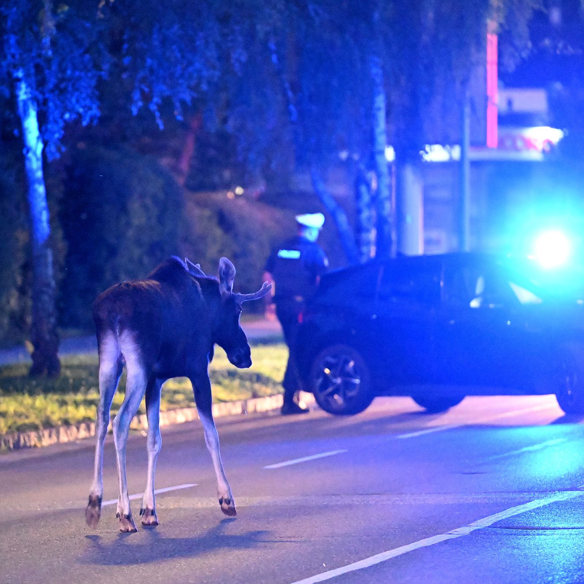 Der Elch hält Polizei und Medien auf Trab.  - Foto: Helmut Fohringer/APA/dpa