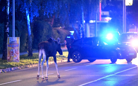 Der Elch hält Polizei und Medien auf Trab.  - Foto: Helmut Fohringer/APA/dpa