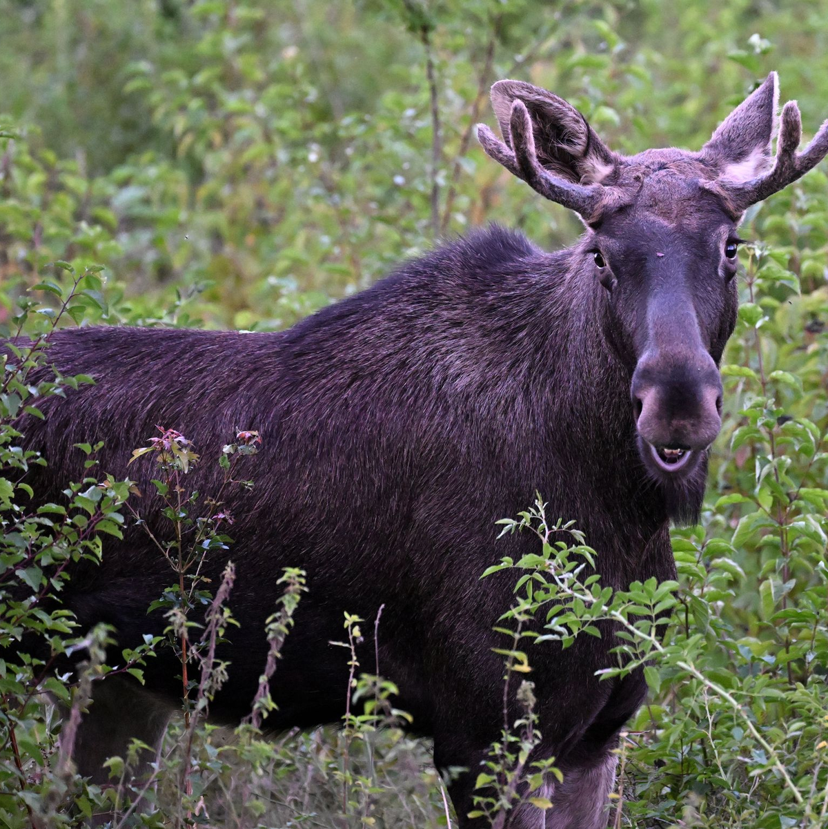 Das Tier ist seit einigen Wochen in Österreich unterwegs. - Foto: Helmut Fohringer/APA/dpa