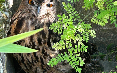 POL-PDLD: Uhu auf Abwegen - Bruchlandung im Garten - Foto: presseportal.de