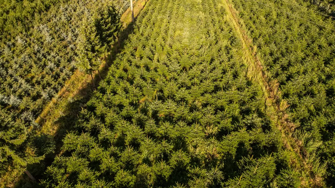 Nordmanntannen sind die beliebtesten Weihnachtsbäume in Deutschland, doch auch Blaufichten wie hier in Sachsen zieren zum Fest manche Stube. - Bild: Robert Michael/dpa