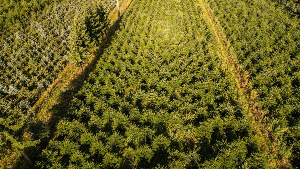 Nordmanntannen sind die beliebtesten Weihnachtsbäume in Deutschland, doch auch Blaufichten wie hier in Sachsen zieren zum Fest manche Stube. - Foto: Robert Michael/dpa