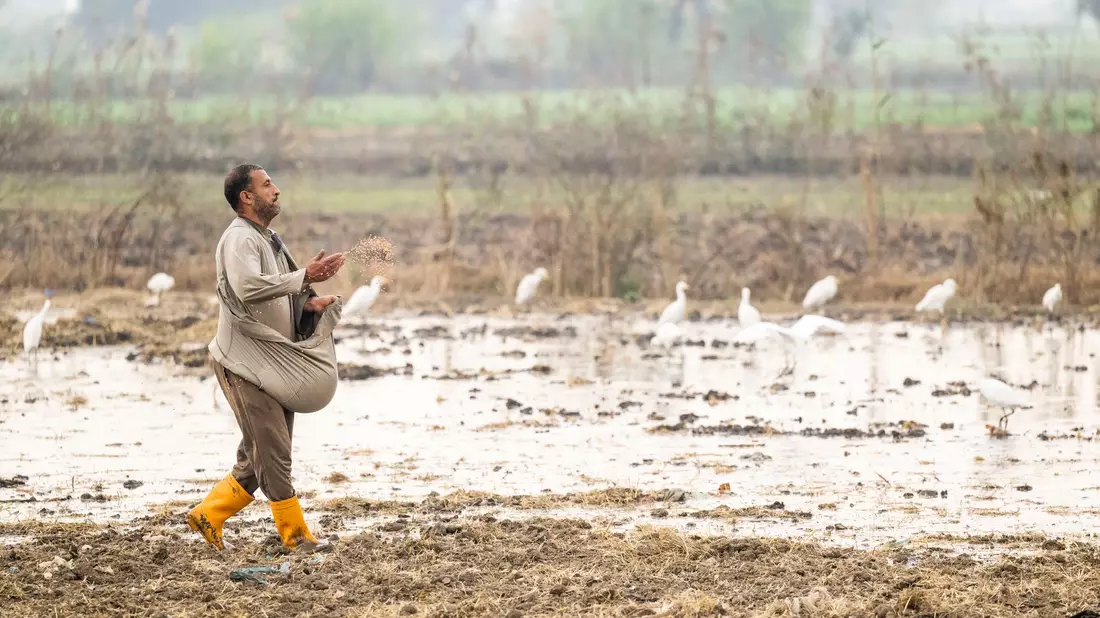 In Ägypten trifft die Wasserknappheit vor allem die Landwirtschaft. - Bild: Christophe Gateau/dpa