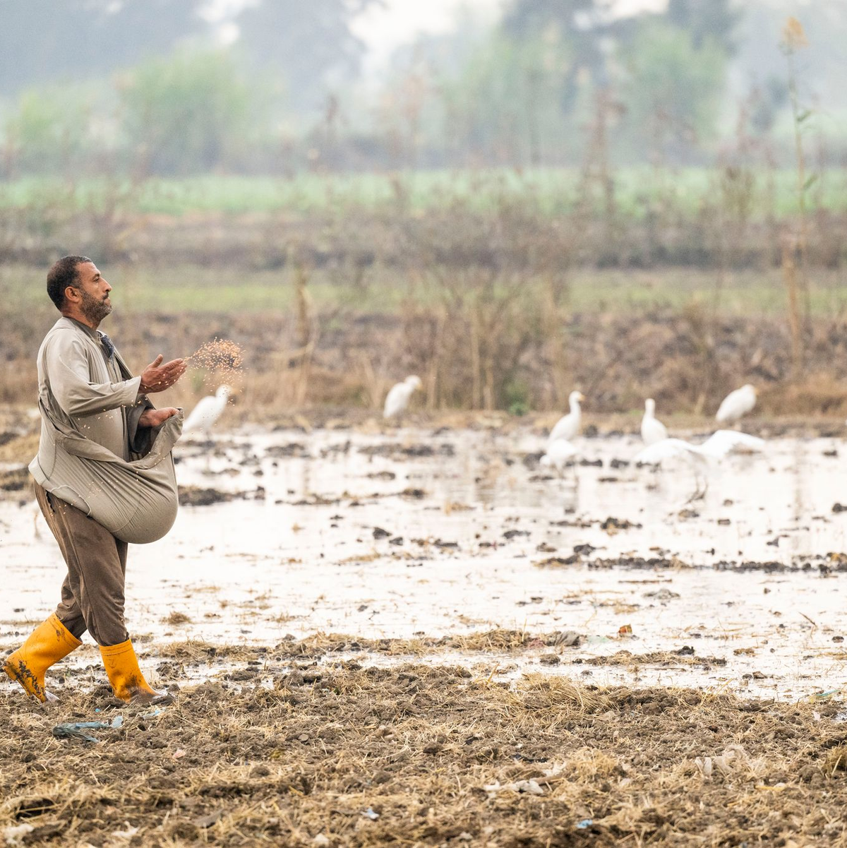 In Ägypten trifft die Wasserknappheit vor allem die Landwirtschaft. - Foto: Christophe Gateau/dpa