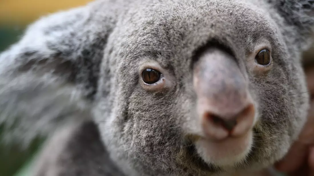 Koalas sind vielerorts in Australien stark bedroht. (Archivbild) - Bild: Robert Michael/dpa
