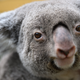 Koalas sind vielerorts in Australien stark bedroht. (Archivbild) - Foto: Robert Michael/dpa
