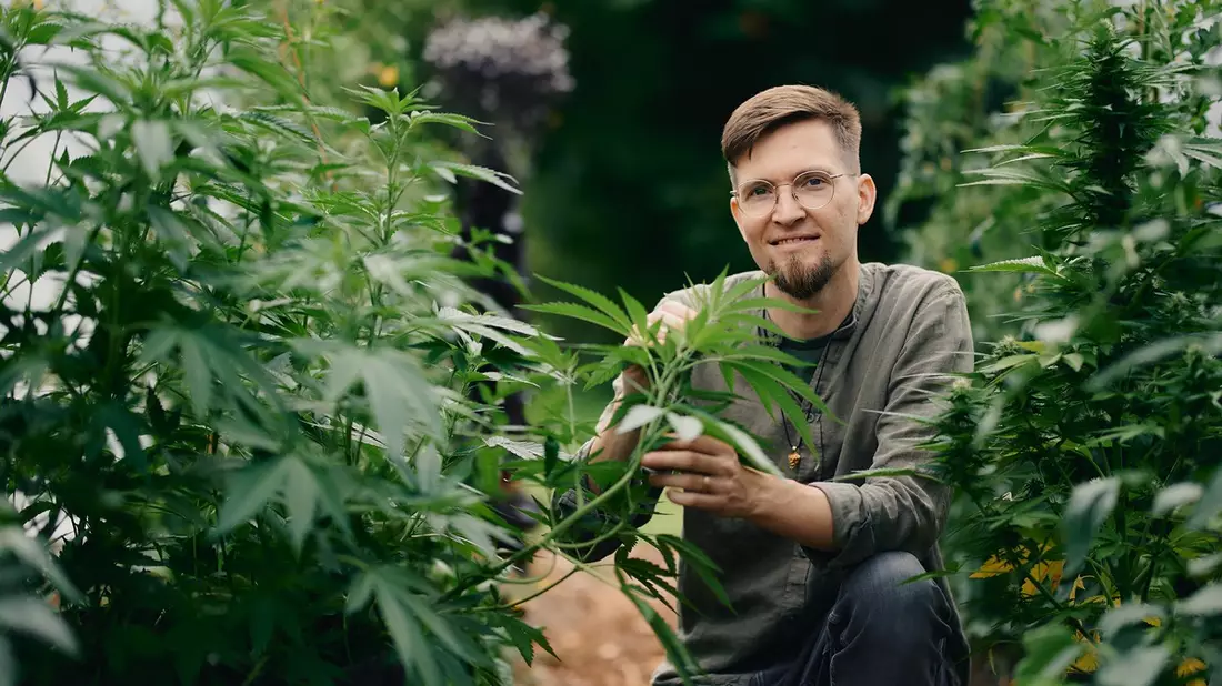 Zwischen Rausch und Rettung: ZDF-Reportage 37°Leben über Cannabis - Bild: presseportal.de