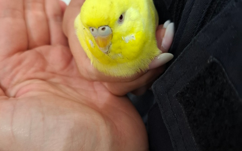 POL-HL: Stockelsdorf/Ostholstein Wellensittich gefunden - Foto: presseportal.de