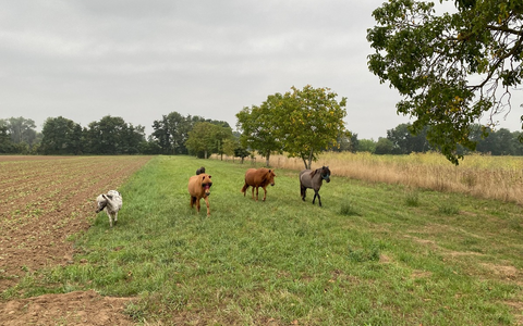 POL-PDNW: Pferde auf Abwegen in Haßloch - Foto: presseportal.de