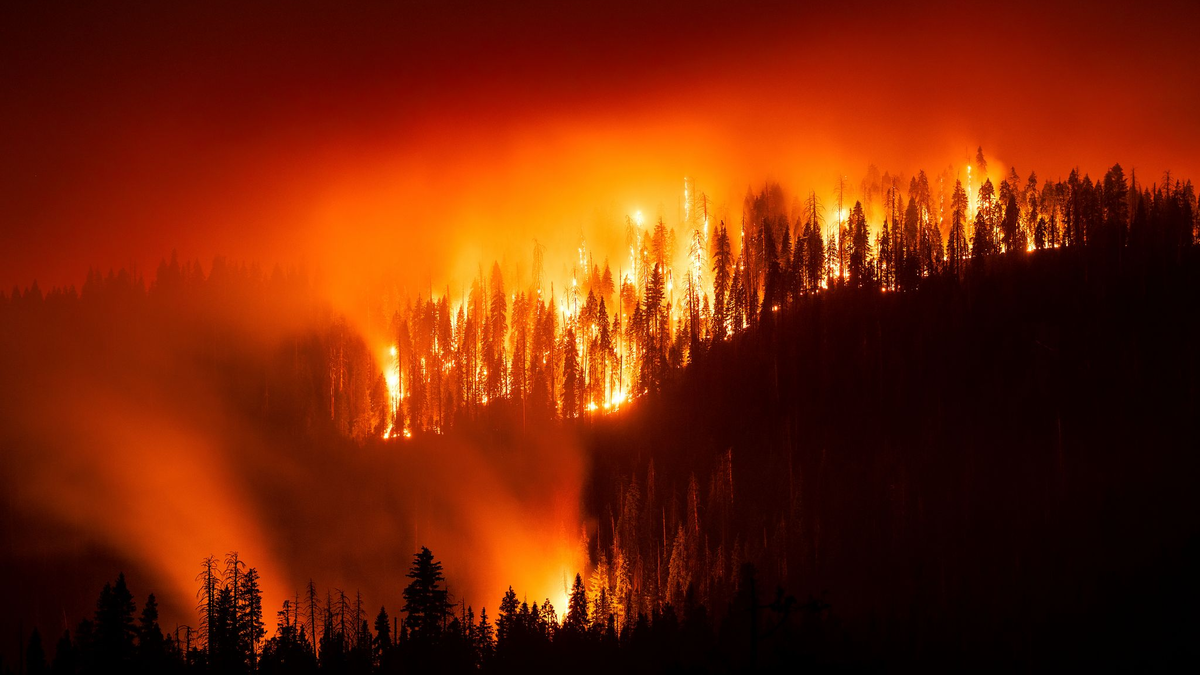 Das «Garnet Fire» bedroht Riesenmammutbäume im Waldgebiet McKinley Grove. - Foto: Noah Berger/FR34727 AP/AP/dpa