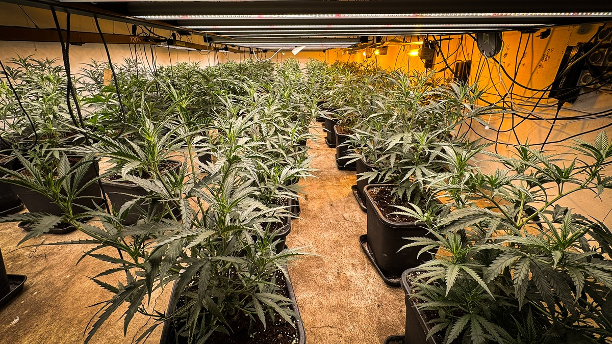 POL-UN: Kamen / Bergkamen - Polizeiaktion in Kamen und Bergkamen: Fünf Festnahmen, Waffen und Cannabisplantage sichergestellt! - Foto: presseportal.de