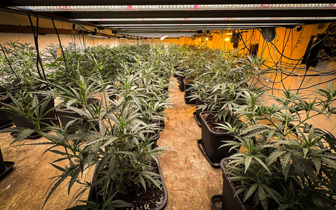 POL-UN: Kamen / Bergkamen - Polizeiaktion in Kamen und Bergkamen: Fünf Festnahmen, Waffen und Cannabisplantage sichergestellt! - Foto: presseportal.de