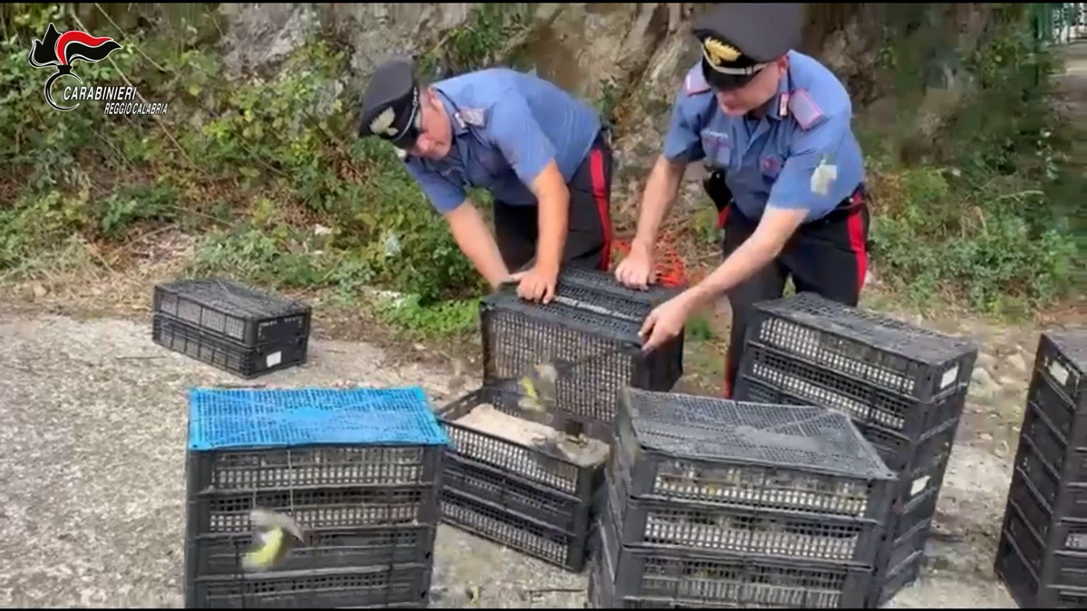 Den Einsatzkräften fiel der Kleintransport bei einer Verkehrskontrolle auf. - Foto: ---/Carabinieri Reggio Calabria/dpa