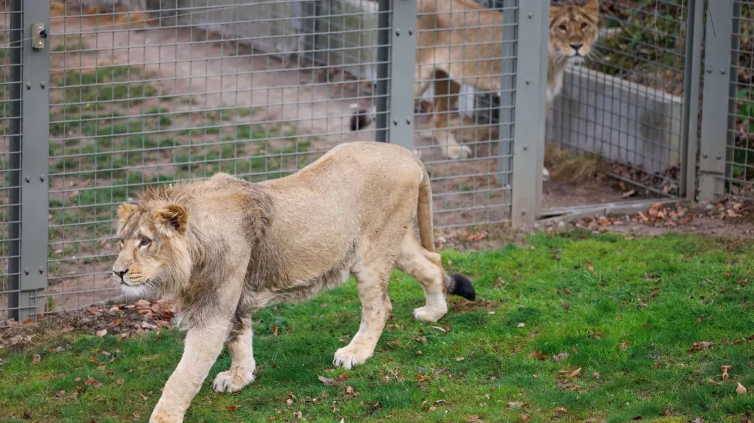 Mehrere Löwen stürzten sich auf den Zoo-Mitarbeiter. (Symbolbild) - Bild: Friso Gentsch/dpa