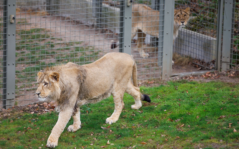 Mehrere Löwen stürzten sich auf den Zoo-Mitarbeiter. (Symbolbild) - Foto: Friso Gentsch/dpa