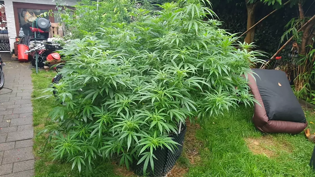 POL-K: 250910-4-K Kripo Köln stellt gestohlene IPads sicher und erntet Cannabis-Plantage ab - Bild: presseportal.de