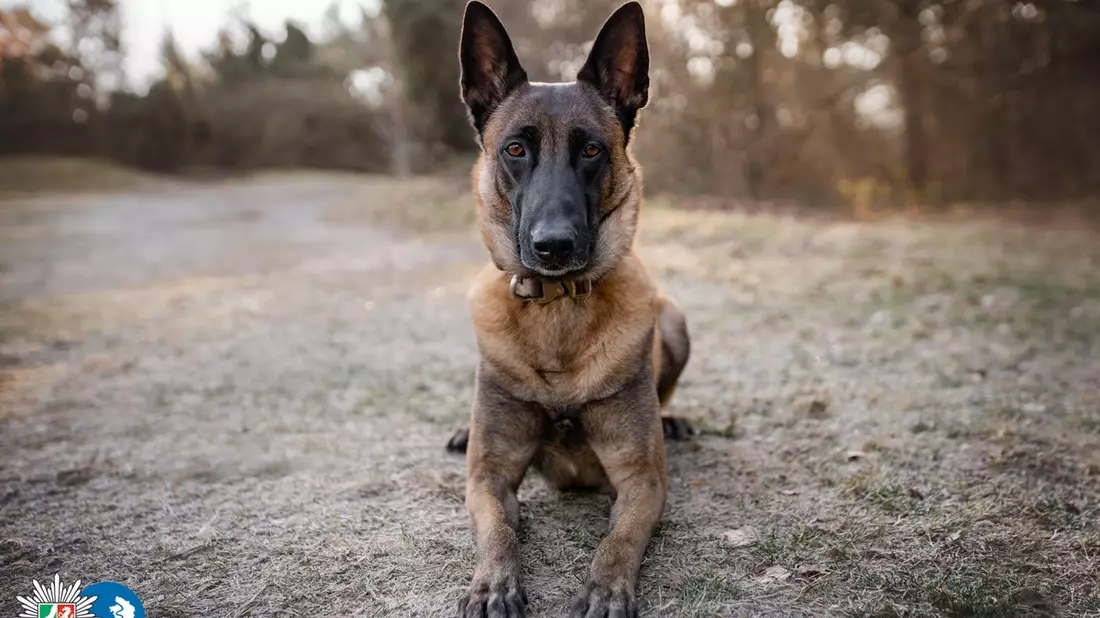 POL-DU: Untermeiderich: Rauschgiftspürhund findet Drogen bei Durchsuchung - Bild: presseportal.de