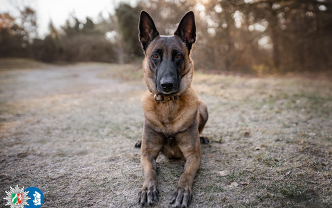 POL-DU: Untermeiderich: Rauschgiftspürhund findet Drogen bei Durchsuchung - Foto: presseportal.de