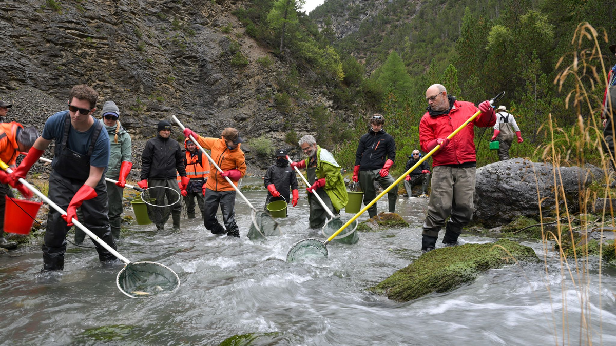 Die Bachforellen setzen ihr Leben ein paar Kilometer flussabwärts fort. - Foto: Hans Lozza/Schweizerischer Nationalpark/dpa