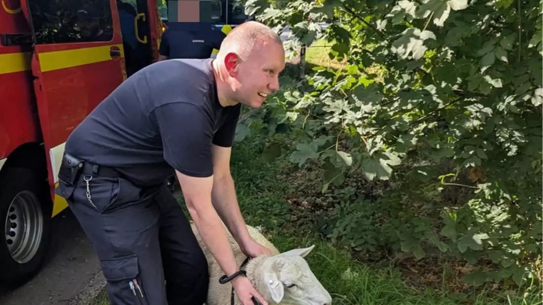 FW-EN: Schaf, Brandmelder und Türöffnungen halten Feuerwehr auf Trab - Bild: presseportal.de