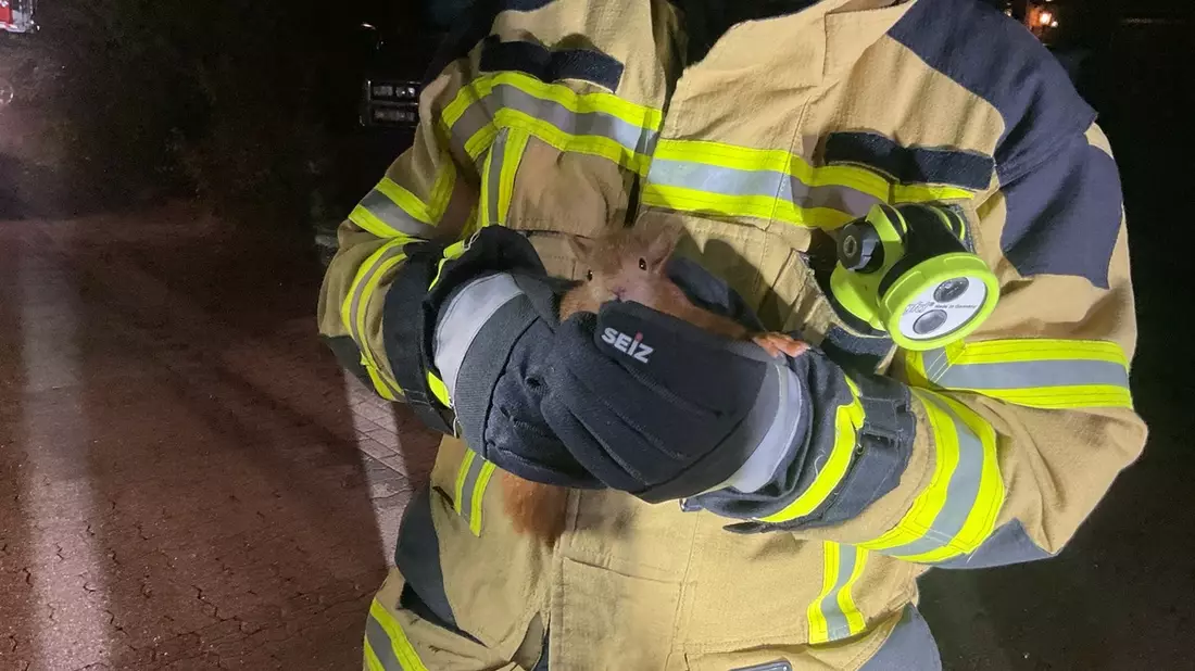 FW Alpen: Feuerwehr Alpen rettet Eichhörnchen aus Zwangslage - Bild: presseportal.de