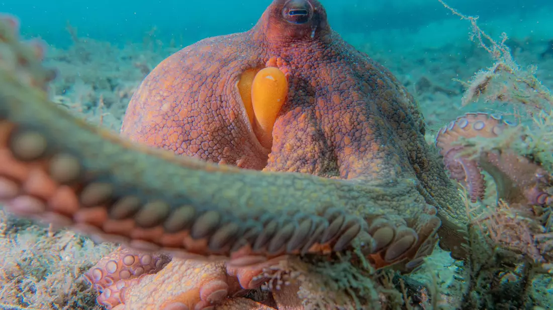 Oktopusse setzen ihre Vorderarme häufiger zum Erkunden ein, die hinteren dagegen eher zur Fortbewegung. - Bild: Chelsea Bennice/Florida Atlantic University/dpa