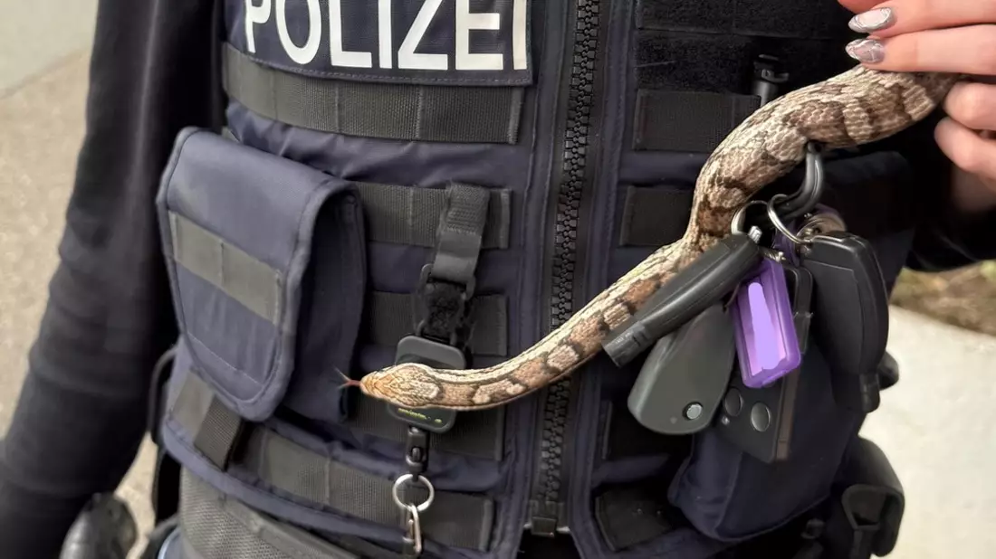 POL-RZ: Kornnatter in Ahrensburg aufgefunden - Bild: presseportal.de