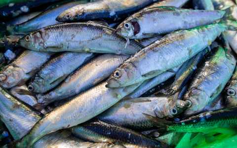 Das Abkommen soll die Fischerei nachhaltiger machen. (Symbolbild) - Foto: Jens Büttner/dpa-Zentralbild/dpa