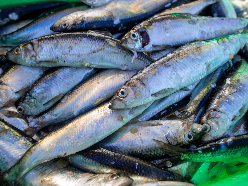 Das Abkommen soll die Fischerei nachhaltiger machen. (Symbolbild) - Foto: Jens Büttner/dpa-Zentralbild/dpa