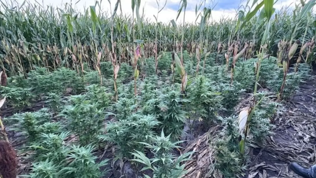 POL-NMS: 20250915-5-Zeugenaufruf:Feststellung einer Hanfplantage in einem Maisfeld in Padenstedt - Bild: presseportal.de